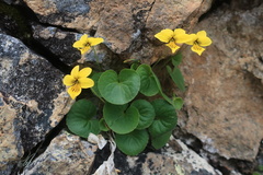 Viola caucasica