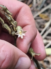 Gastrodia molloyi
