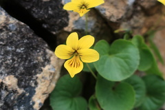 Viola caucasica