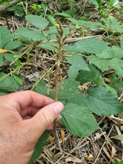 Gastrodia molloyi