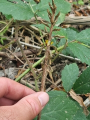 Gastrodia molloyi