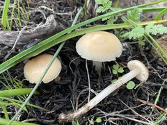 Leucoinocybe lenta