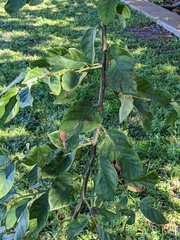 Dalbergia ecastaphyllum