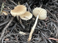 Marasmius albogriseus