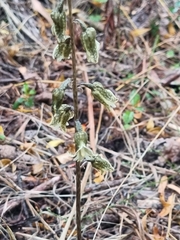 Gastrodia molloyi