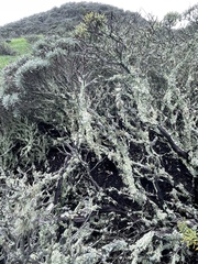 Marasmius albogriseus