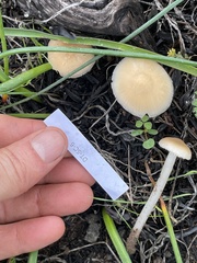 Leucoinocybe lenta
