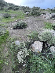 Leucoinocybe lenta