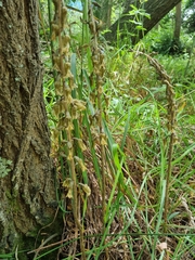 Gastrodia molloyi