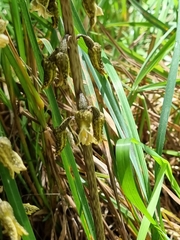 Gastrodia molloyi