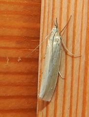 Crambus perlella