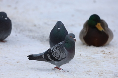 Columba livia domestica