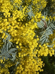 Acacia baileyana