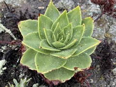 Dudleya candelabrum