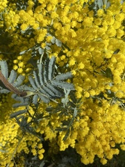 Acacia baileyana