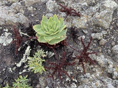 Dudleya candelabrum