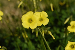 Oxalis pes-caprae pes-caprae