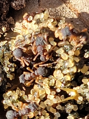 Cyphomyrmex