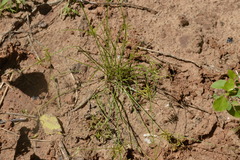 Cyperus fugax