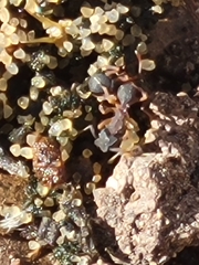 Cyphomyrmex