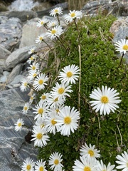 Celmisia bellidioides