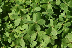 Oxalis pes-caprae pes-caprae