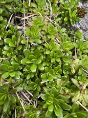 Celmisia bellidioides