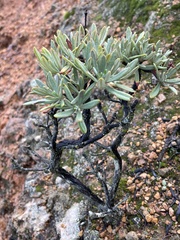 Eriogonum arborescens