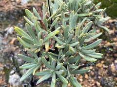 Eriogonum arborescens