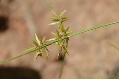 Cyperus fugax