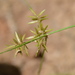 Cyperus fugax - Photo (c) Dan Johnson, algunos derechos reservados (CC BY-NC), subido por Dan Johnson