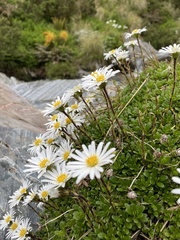 Celmisia bellidioides