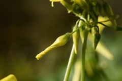 Oxalis pes-caprae pes-caprae