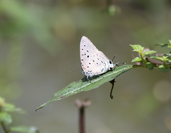 Pseudolycaena marsyas