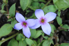 Houstonia pusilla