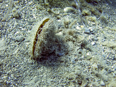 Pinna nobilis