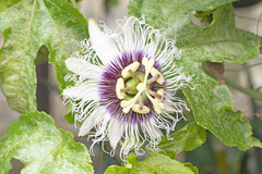 Passiflora edulis flavicarpa