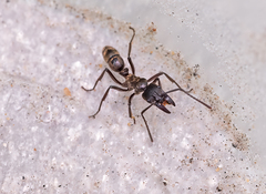 Neoponera foetida