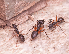 Camponotus renggeri