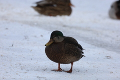 Anas rubripes × platyrhynchos