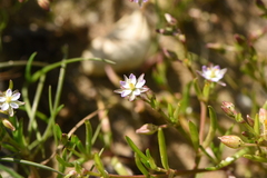 Spergularia marina