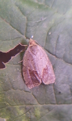 Clepsis dumicolana