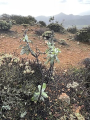 Hazardia detonsa