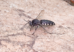 Stictia