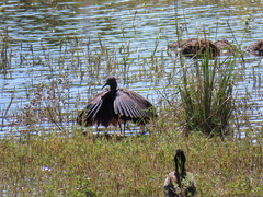 Egretta ardesiaca