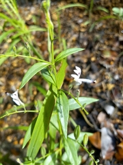 Andrographis paniculata
