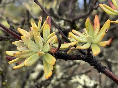 Eriogonum arborescens