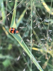 Sonchia sternalis