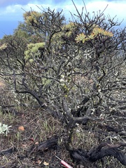Eriogonum arborescens
