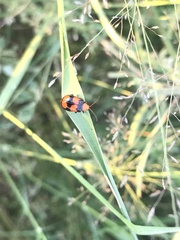 Sonchia sternalis